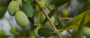 Olive Tree - Olives Background